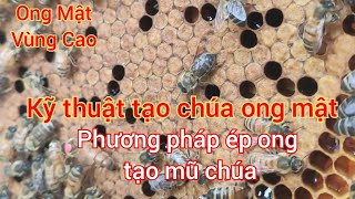 Kỹ thuật tạo chúa ong mật (Phương pháp ép ong tạo mũ chúa và ong đực)