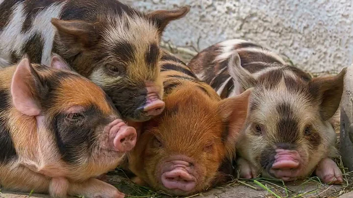 PIG GRUNT | SOUND EFFECT | SOUNDEES