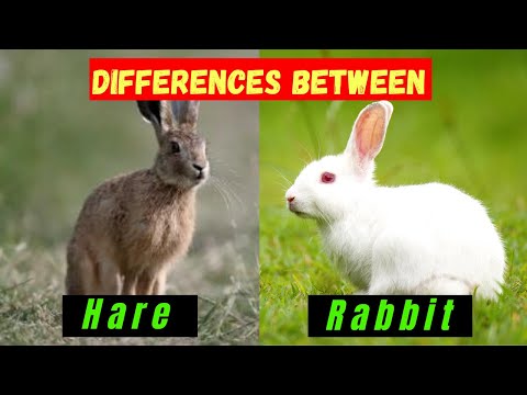 Video: Types of hares, features, habitat