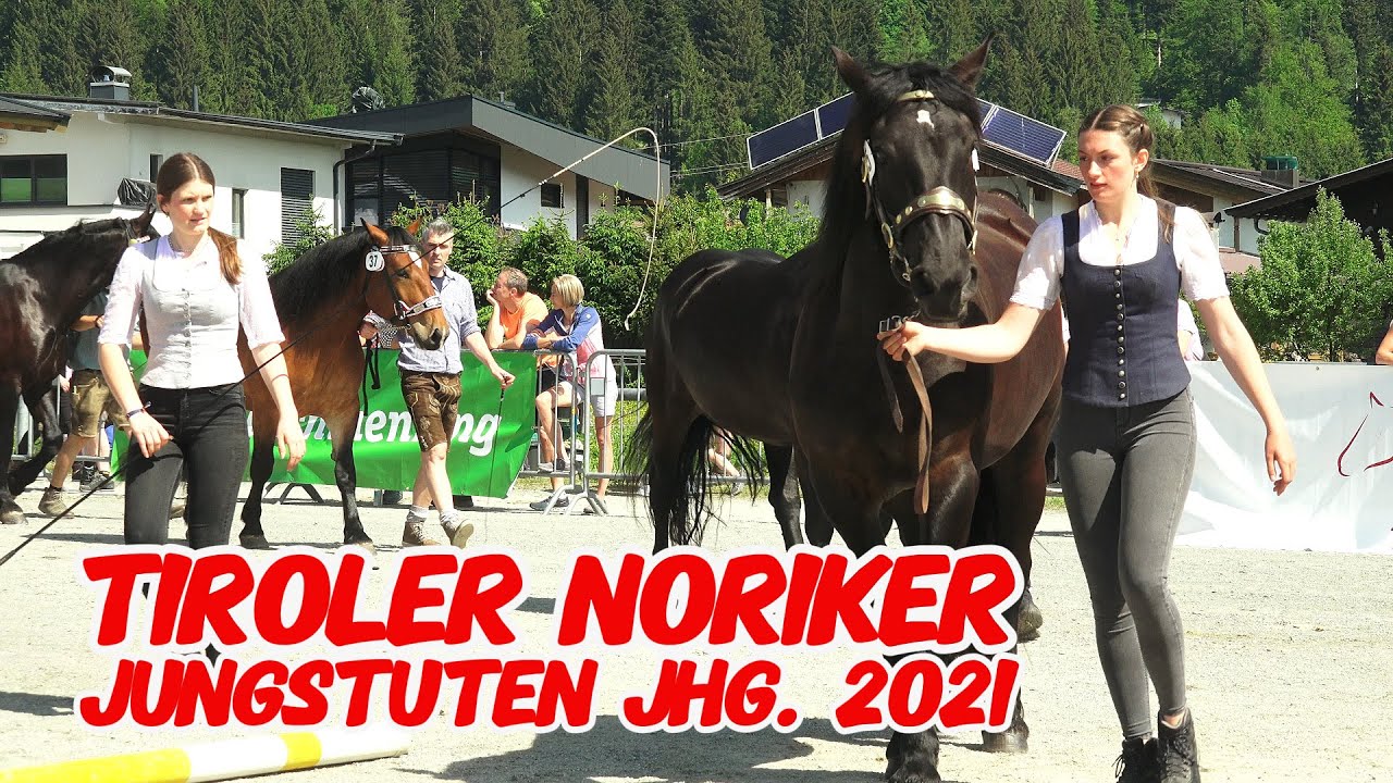 Tiroler Noriker Jungstutenschau 2024 St. Johann Tirol/Weitau - 3jährig