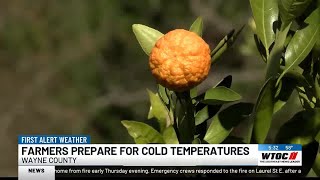 Citrus farmer prepares for more freezing temperatures