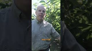 Copper for fruit firmness