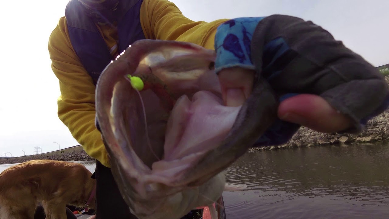 Big La Cygne Bass May 7th 2020 YouTube