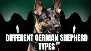 All Types of German Shepherd Dog Breed: An Indepth Analysis