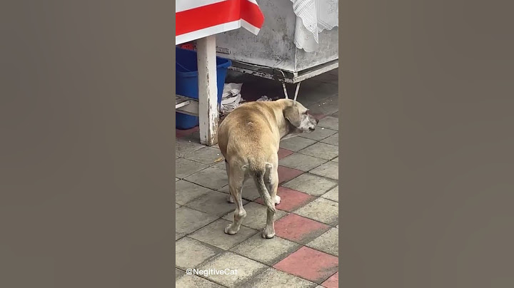 DO YOU HAVE ANY FOOD?!#dog #meat #streetdog #funny #fyp