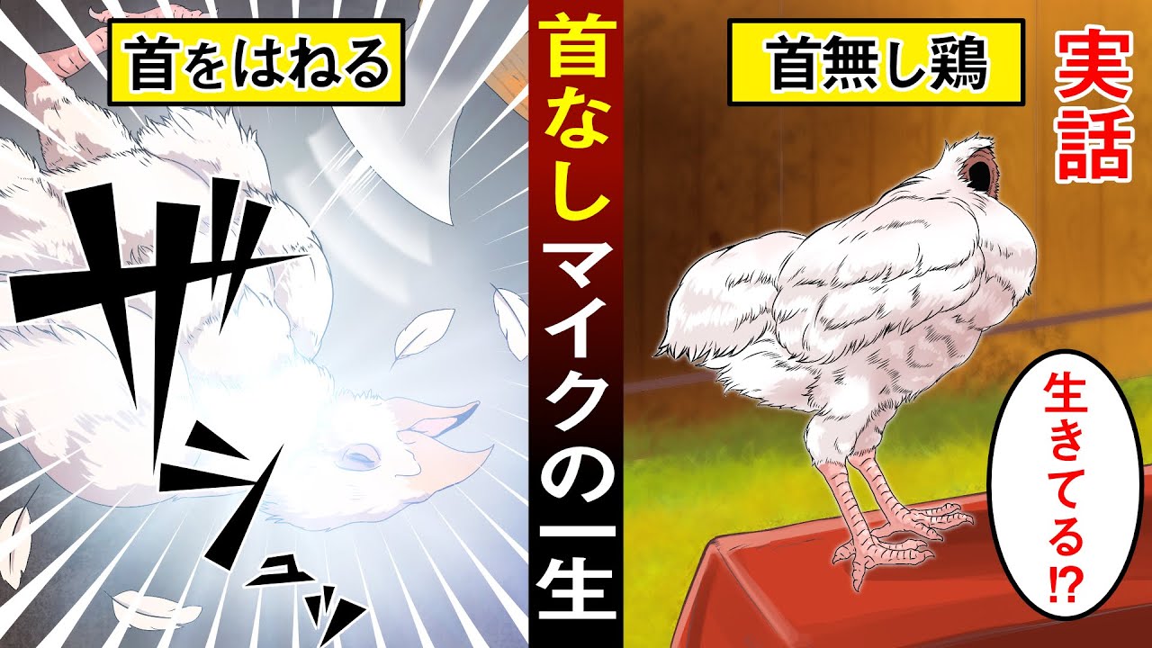 漫画 鶏の首をはねても生きている 首なし鶏 マイクの驚くべき生涯とは 実話 Youtube