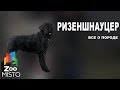 Ризеншнауцер - Все о породе собаки | Собака породы  ризеншнауцер
