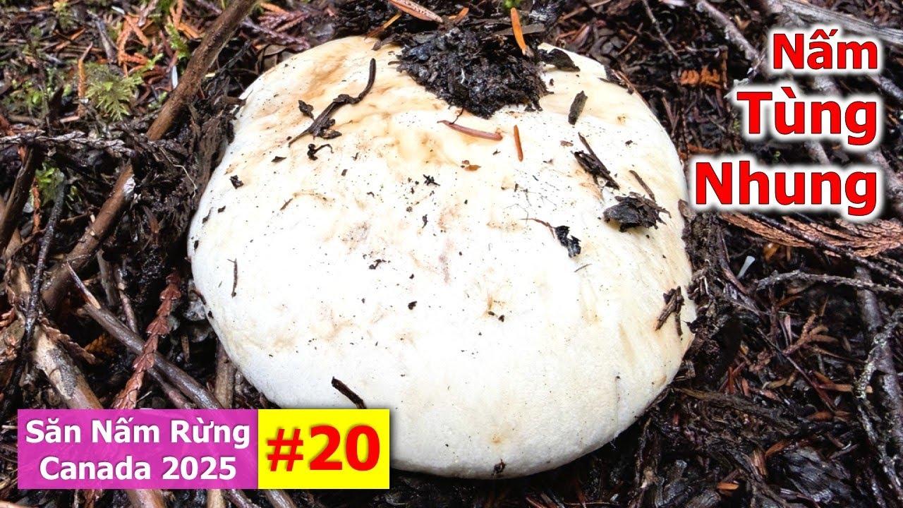 Tìm Được Nấm Tùng Nhung Quý Hiếm Siêu To Siêu Ngon 🇨🇦2185》 Matsutake | Pine Mushrooms