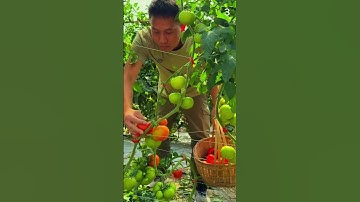 Panen super memuaskan tomat segar yang melimpah #shorts