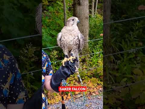 SAKER FALCON🦅🦅 #shorts #falcon #falcons #bird #birdwatching #raptor #birds