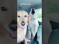 Dusty🗣Dubs Voiceovers CANINE COMPILATION
