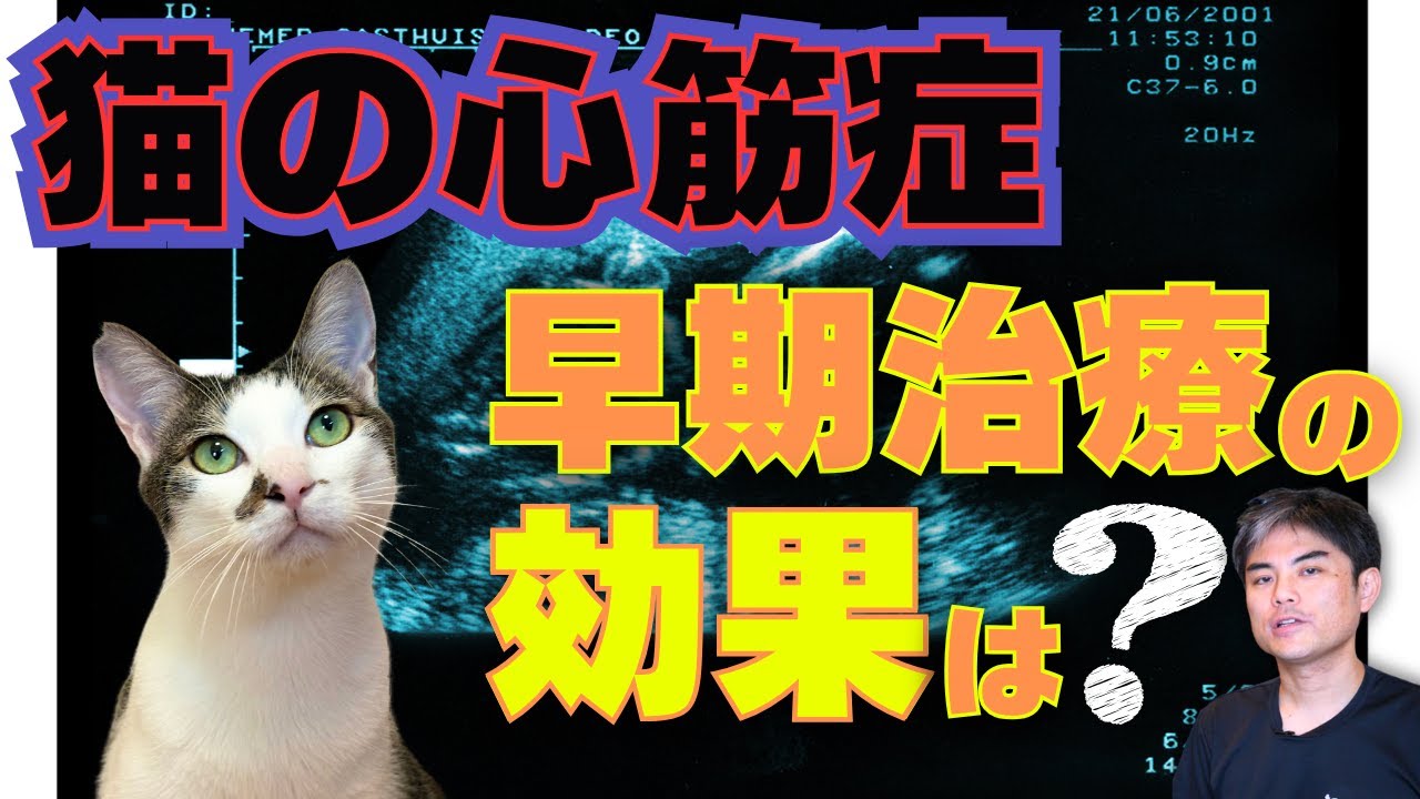 早く発見、治療が大事！？】猫の心筋症パート3 早期治療、フードが効果