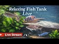 African Cichlids in Action | Peaceful Aquarium Live Stream #96