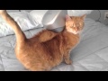 Cat gets massage with a Homedics Massager.