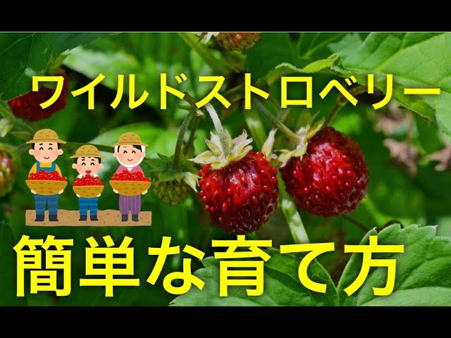 家庭菜園 ワイルドストロベリーの簡単な育て方 幸せを呼ぶ観葉植物 Youtube