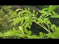 Benzolive tree - Moringa oleifera