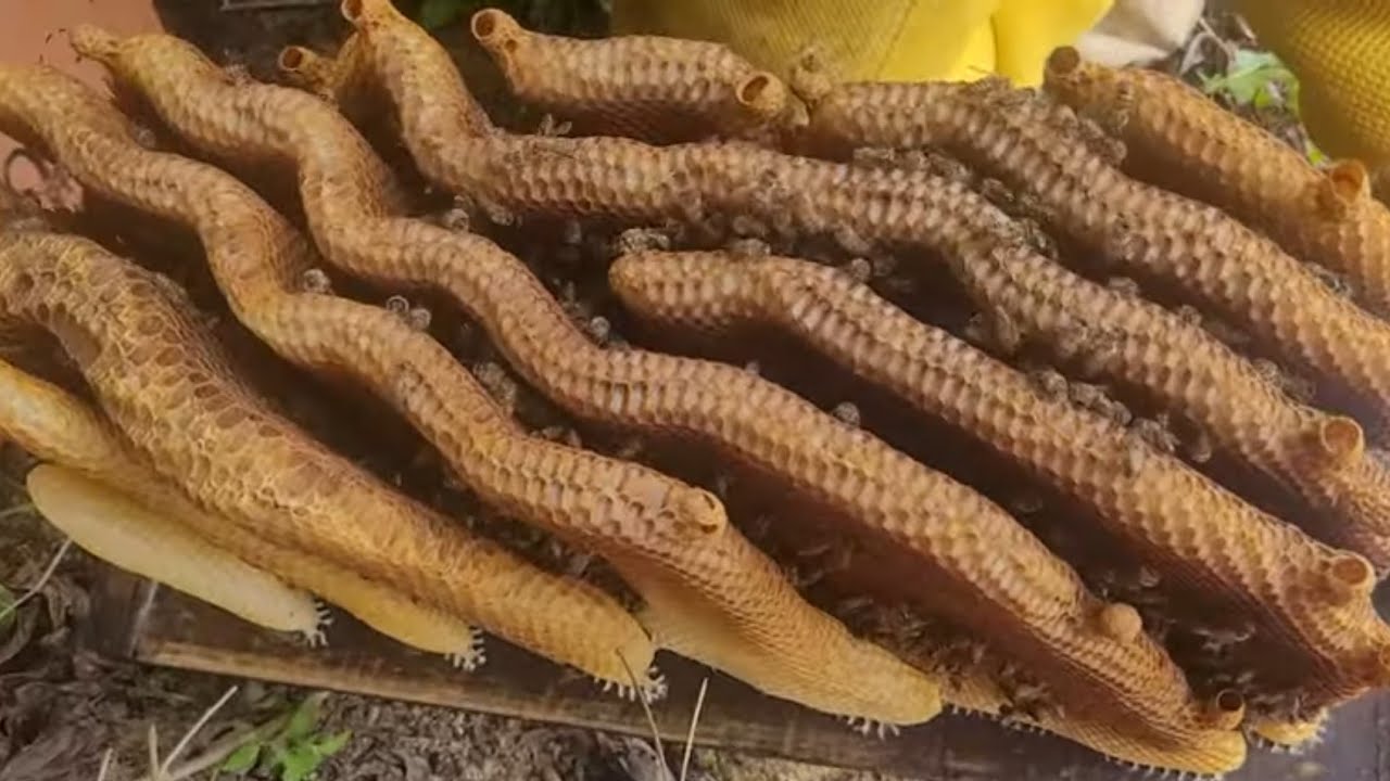 RESGATE NA ROÇA/ Captura de ABELHAS apis 🐝🙏❤️