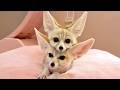 Japan’s First Fennec Fox Cafe! Getting Up Close with 6 Cuddly Foxes🦊