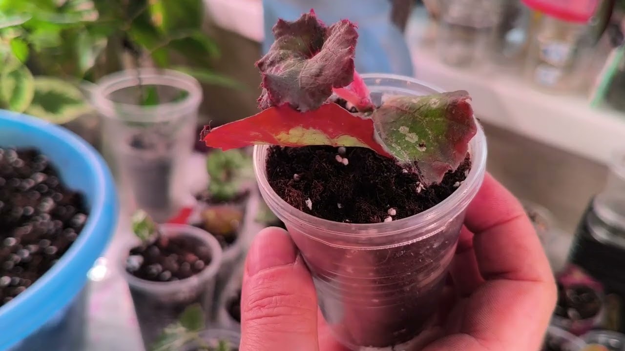 Пересадки. Бегонии, сингониумы.Результат размножения бегонии из листа.☘️ #комнатныерастения#бегонии