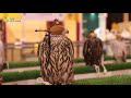 Perfect hunters the art of falconry and what we know about qatars national bird