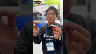 エバーグリーン「マービー50」をオヌマン・小沼正弥が解説 #shorts