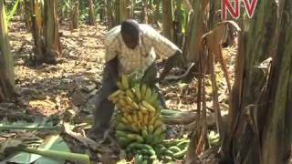On the Farm: Banana farmer