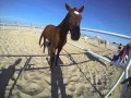 GoPro Stable UAE