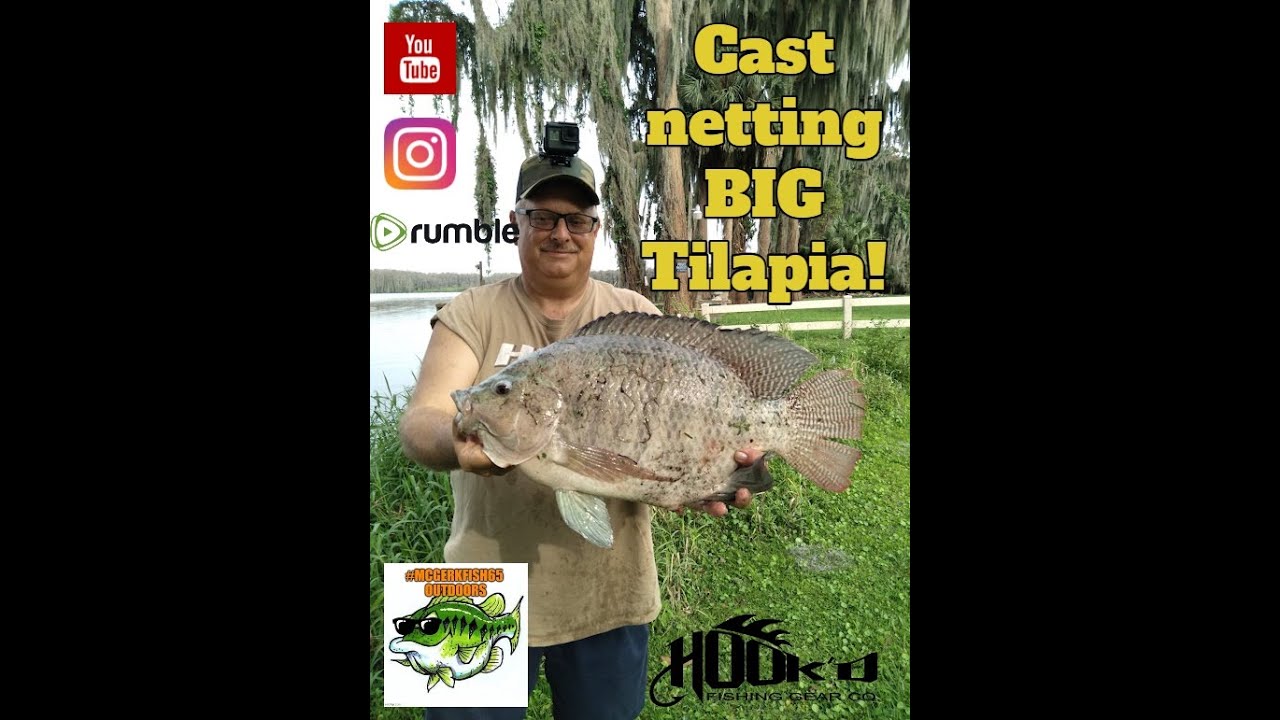 Cast Netting for BIG Tilapia! YouTube