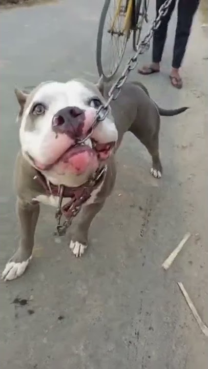 pitbull dog lock lag gya 😈😈😈
