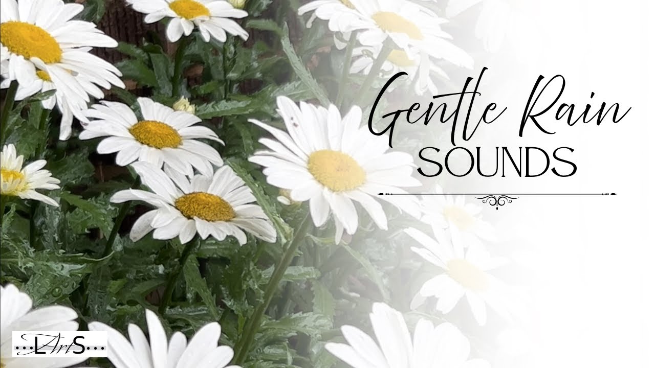 Soft Rain on Daisies 🌧️🌼 1 Hour of Calming Nature Sounds for Relaxation