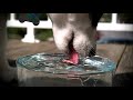 Husky Puppy Drinks Water in Super Slow Motion