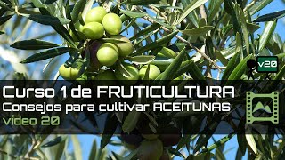Consejos para cultivar ACEITUNAS u OLIVAS Curso básico de FRUTICULTURA 2020: Capítulo 20 | LdN