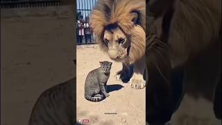 Very brave Kitty cat🤣 #funny #cat #shorts