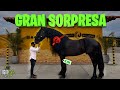 EL precio DE ESTE CABALLO te dejara SIN PALABRAS  || AgroliferdTV