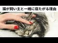 猫が飼い主と寝たがる理由とは？