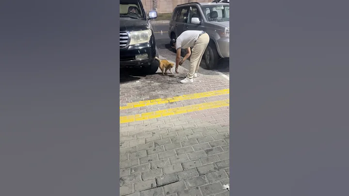 Watch the video about Cat playing #funcatvideos