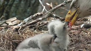 Decorah Iowa~ Trio gets a second breakfast ~7:10 am 2020\/04\/17