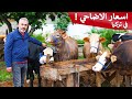 سوق الاضاحي في تركيا | اسعار الاضاحي في تركيا