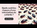 CAFARD : Quels sont les risques d’une infestation de blattes ?