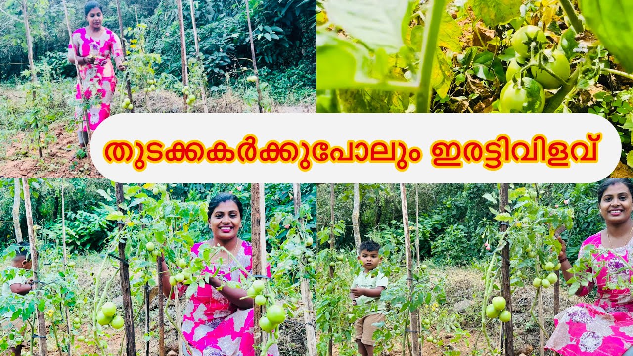 തക്കാളി കൃഷിയും പരിചരണവും 