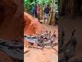 গর্ত করার সাথে কতগুলো সাপ বেরিয়ে আসলো!#snake#snakevideo#snakeout#wildsnake