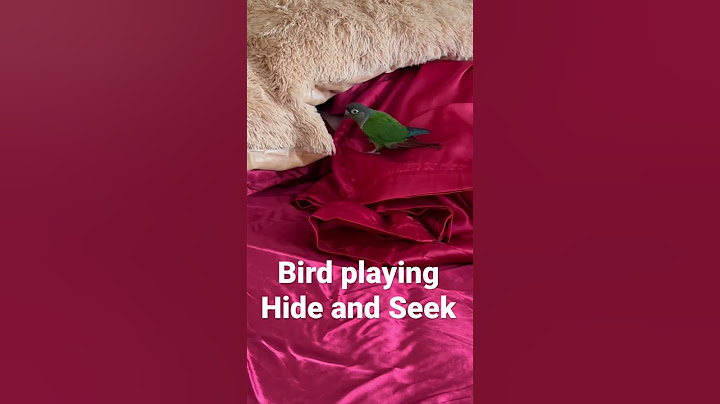 Bird Playing Hide and Seek | Green Cheek Conure| Life with a parrot