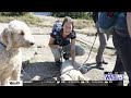Acadia National Park to host dog-friendly hike for Save Our Summits