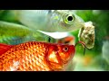 Fish Eat Fish Food 🐠 Timelapse