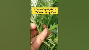 3 Cách  Dùng  Ngải Cứu Chữa Đau Bụng Kinh Không Cần Uống Thuốc #songkhoe #ngaicuu #caythuocnam