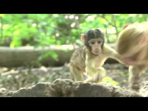 La Montagne Des Singes Kintzheim Alsace Youtube