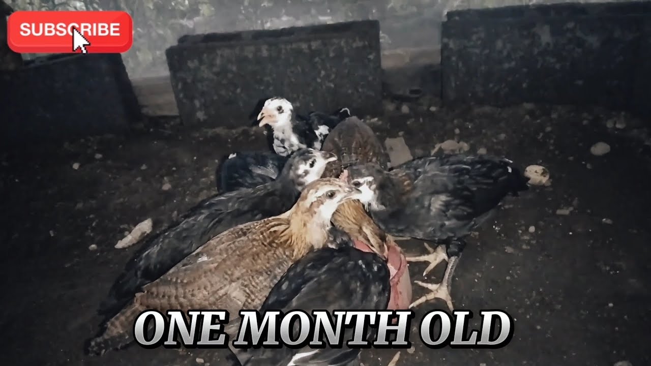 one month old / 1 months old - GBS x SBR