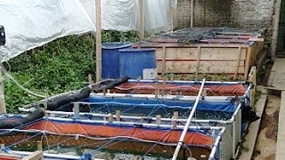 kolam ikan lele Bioflok