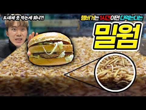 햄버거는 1시간이면 다먹는다는 밀웜에게 플라스틱을 준다면?!