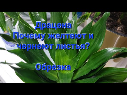 Драцена. Часть 1. Пожелтение и почернение листьев. Обрезка. Размножение.